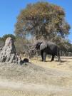 wildlife tourism
