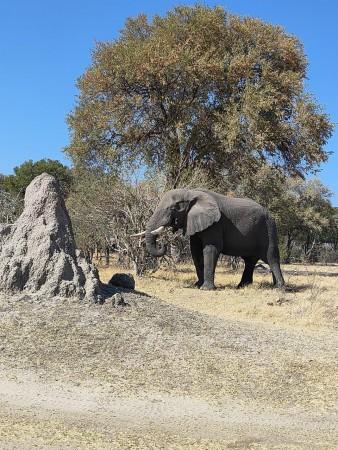 Wildlife tourism threatening forests wildlife tourism