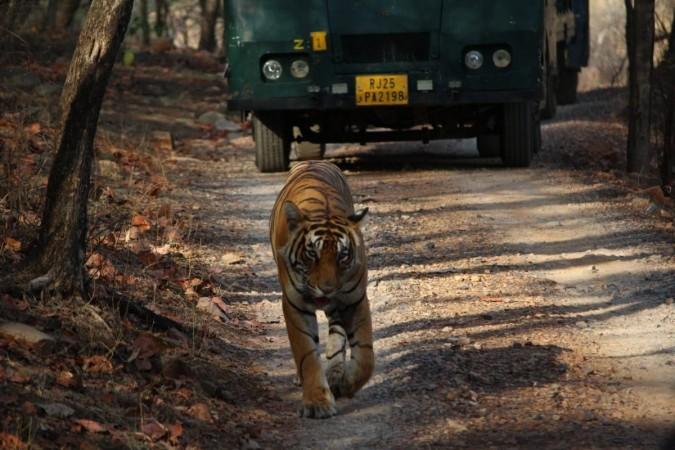 Wildlife tourism increasingly taking over forests at the cost of conservation Wildlife tourism