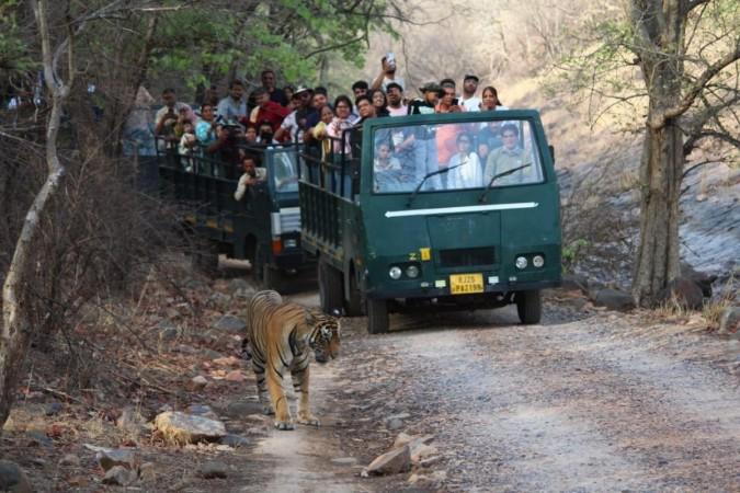Waves of safari trips disturb wildlife reflecting intrusion into wildlife habitat Wildlife tourism