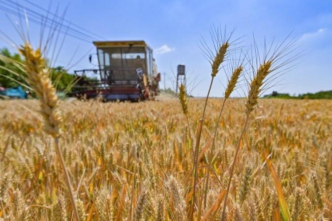 Why Australia's shrinking wheat harvest could push up food and fertiliser costs in India Why Australia's shrinking wheat harvest could push up food and fertiliser costs in India