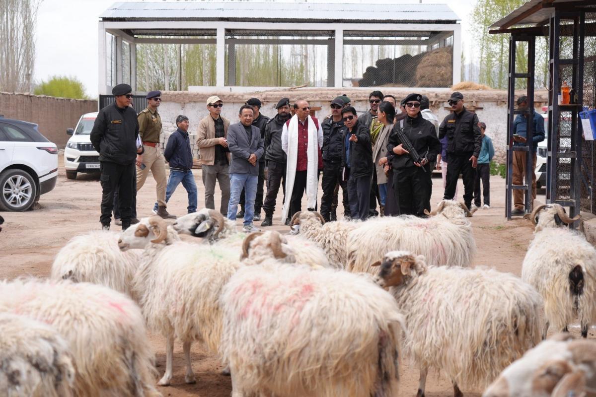 Pashmina goats