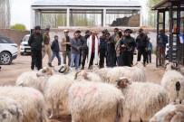 Pashmina goats
