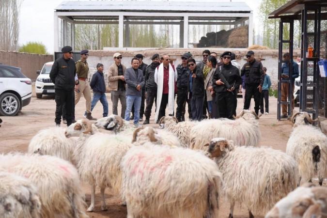 Pashmina goats