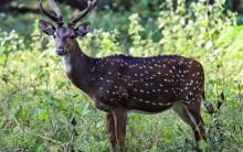 Karnataka govt approves full reopening of jungle safaris at Bandipur, Nagarahole Tiger Reserves