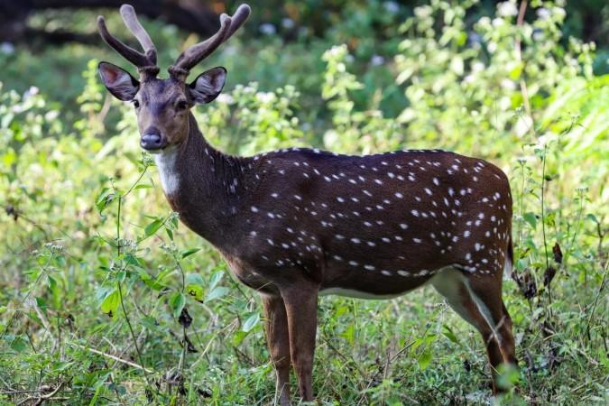 Karnataka govt approves full reopening of jungle safaris at Bandipur, Nagarahole Tiger Reserves