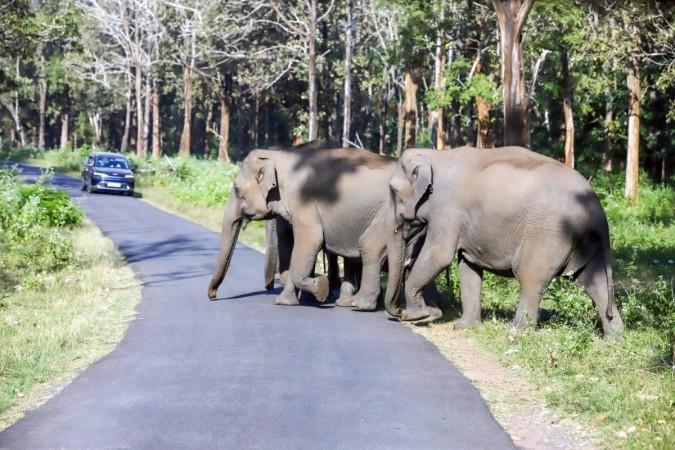 Karnataka govt approves full reopening of jungle safaris at Bandipur, Nagarahole Tiger Reserves