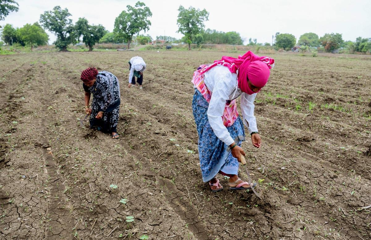 Govt steps up El Nino preparedness as monsoon improves; kharif sowing reaches 350.85 lakh hectares