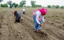 Govt steps up El Nino preparedness as monsoon improves; kharif sowing reaches 350.85 lakh hectares