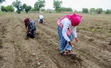 Govt steps up El Nino preparedness as monsoon improves; kharif sowing reaches 350.85 lakh hectares