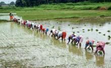 Govt steps up El Nino preparedness as monsoon improves; kharif sowing reaches 350.85 lakh hectares