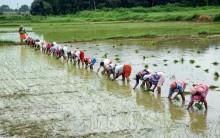 Govt steps up El Nino preparedness as monsoon improves; kharif sowing reaches 350.85 lakh hectares