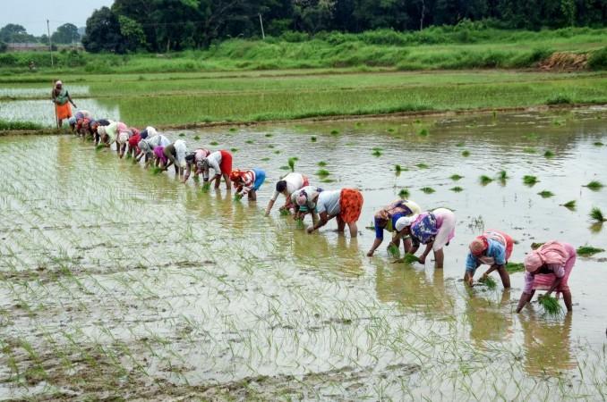 Govt steps up El Nino preparedness as monsoon improves; kharif sowing reaches 350.85 lakh hectares Govt steps up El Nino preparedness as monsoon improves; kharif sowing reaches 350.85 lakh hectares