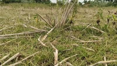Drought deepens in TN's Namakkal as dry lakes leave farmers staring at crop losses