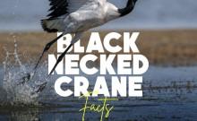 Black-necked crane