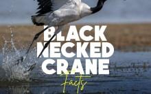Black-necked crane
