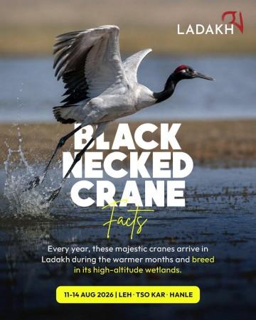 Black-necked crane