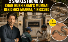Two snakes spotted at Shah Rukh Khan's Mannat on Nag Panchami; one rescued