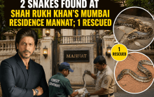 Two snakes spotted at Shah Rukh Khan's Mannat on Nag Panchami; one rescued