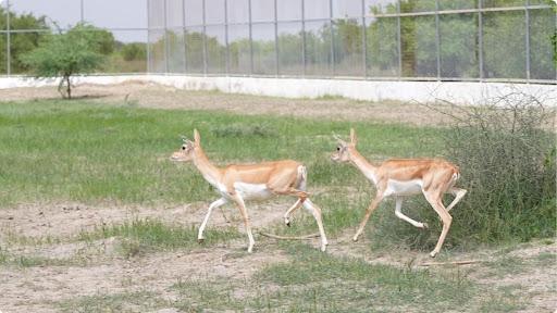 Greens Zoological Rescue and Rehabilitation Centre