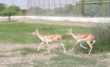 Greens Zoological Rescue and Rehabilitation Centre