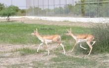 Greens Zoological Rescue and Rehabilitation Centre