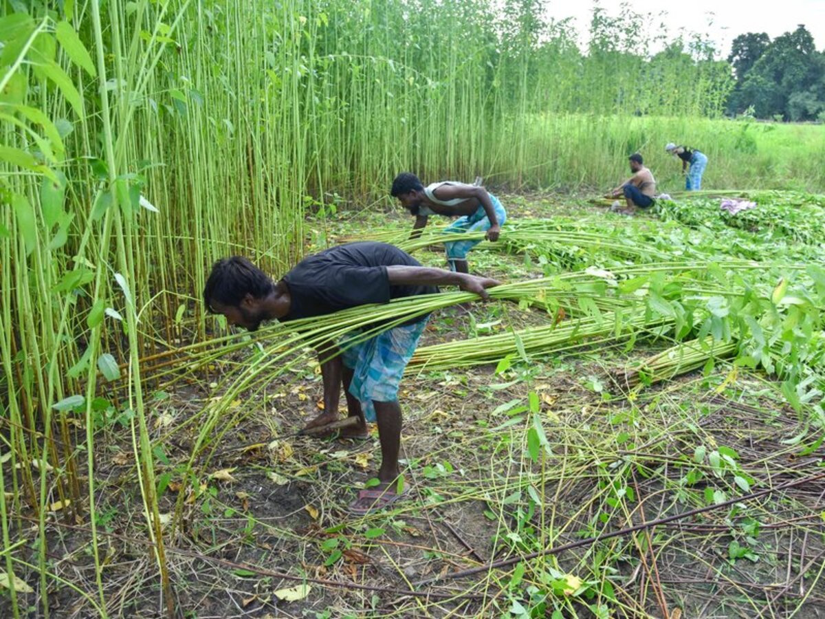 Kharif Crop Area Reaches 1,086 Lakh Hectares with Pulses and Jute Growth