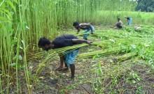 Kharif Crop Area Reaches 1,086 Lakh Hectares with Pulses and Jute Growth