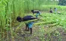 Kharif Crop Area Reaches 1,086 Lakh Hectares with Pulses and Jute Growth