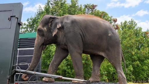 Madhuri the Elephant