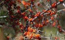Sea Buckthorn