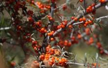 Sea Buckthorn