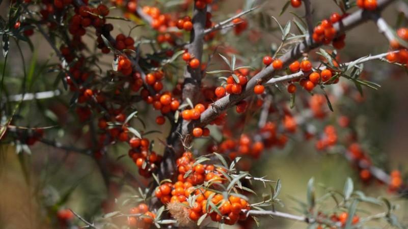 A picture of Ladakh's wonder berry Sea Buckthorn Sea Buckthorn