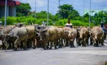 Centre to launch Livestock Insurance Portal to support farmers