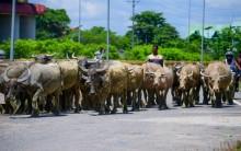 Centre to launch Livestock Insurance Portal to support farmers