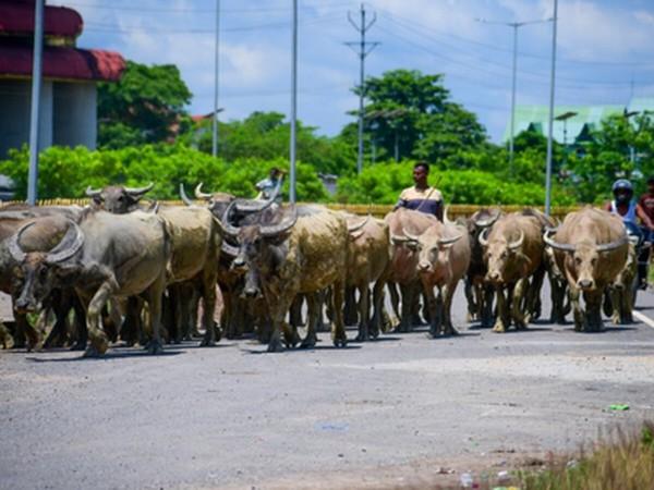 Centre to launch Livestock Insurance Portal to support farmers Centre to launch Livestock Insurance Portal to support farmers