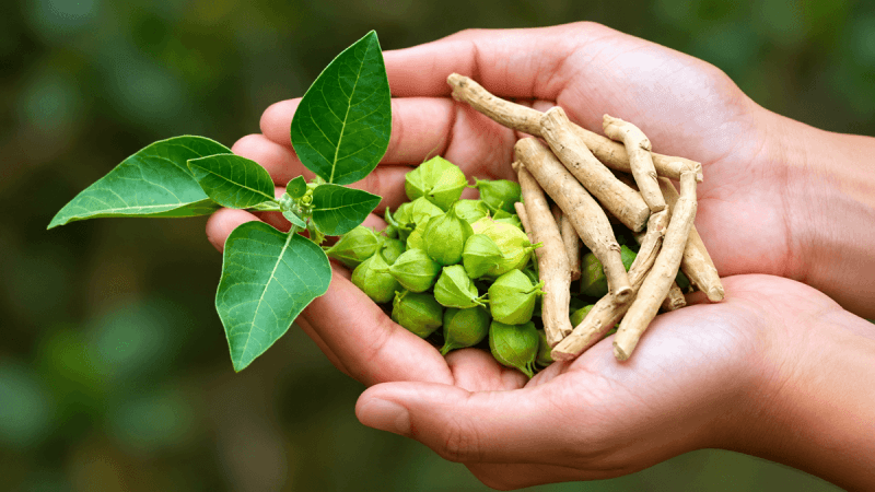 Large Trial Finds 24 Weeks of Ashwagandha Safe Without Liver or Kidney Harm Large Trial Finds 24 Weeks of Ashwagandha Safe Without Liver or Kidney Harm