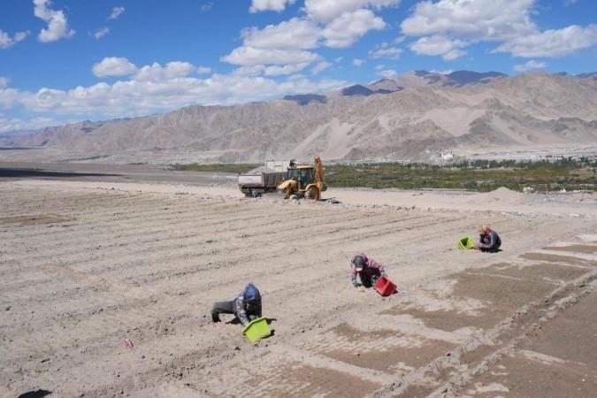 Farmers in Ladakh cultivating saffron in their fields Saffron Cultivation