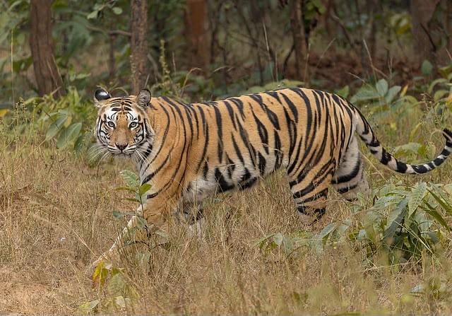 'Racism = The Economist': British Magazine Gets Called Out For Referencing India's Poverty In Article On Wildlife Conservation Success