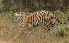 'Racism = The Economist': British Magazine Gets Called Out For Referencing India's Poverty In Article On Wildlife Conservation Success
