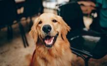 Yorkshire Canine Academy