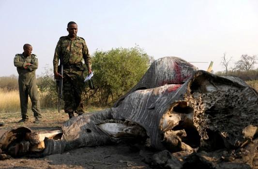 Anti-poaching Units Gear Up In Botswana