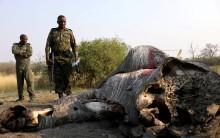 Anti-poaching Units Gear Up In Botswana