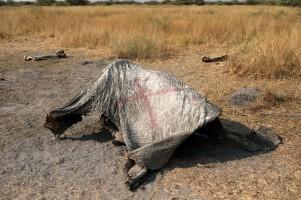 Botswana,Wildlife,wwf,World Wildlife Fund,Wildlife Preservation,Elephants in danger,poaching elephants for ivory,herds of elephants killed
