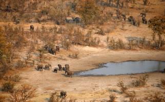 Botswana,Wildlife,wwf,World Wildlife Fund,Wildlife Preservation,Elephants in danger,poaching elephants for ivory,herds of elephants killed