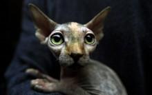 Sphynx