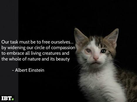 World Animal Day quotes
