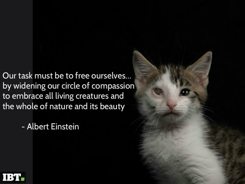 World Animal Day quotes World Animal Day 2018,World Animal Day,World Animal Day quotes,World Animal Day wishes,World Animal Day greetings,World Animal Day sms,World Animal Day picture greetings,World Animal Day pics,World Animal Day images,World Animal Day pictures,World Animal