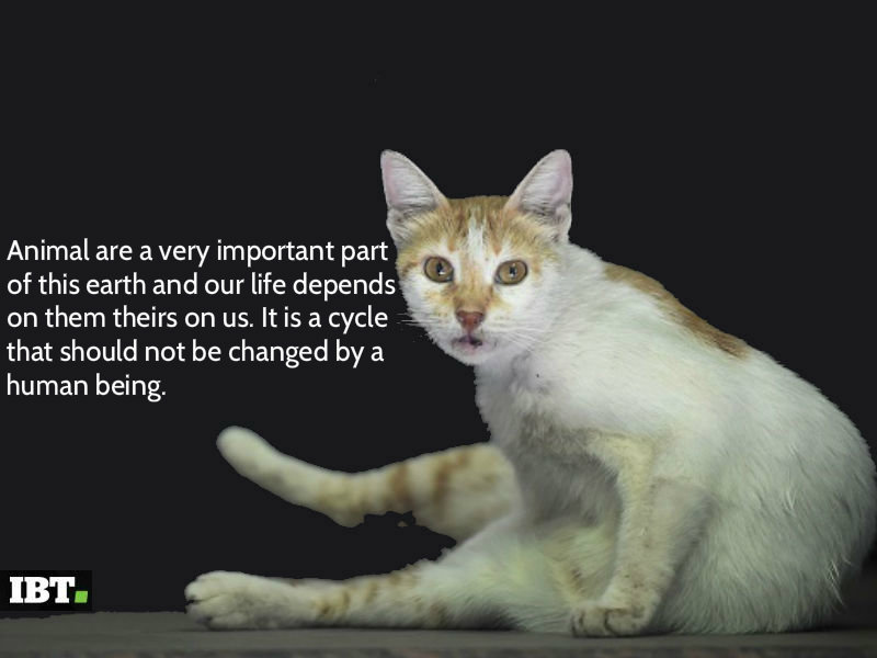 World Animal Day Status World Animal Day 2018,World Animal Day,World Animal Day quotes,World Animal Day wishes,World Animal Day greetings,World Animal Day sms,World Animal Day picture greetings,World Animal Day pics,World Animal Day images,World Animal Day pictures,World Animal