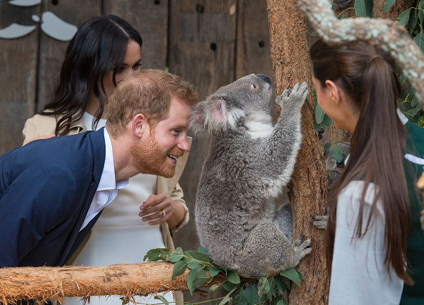 Prince Harry at Taronga Zoo Prince Harry & Meghan Markle,Prince Harry,Meghan Markle,Prince Harry and Meghan Markle Australia Tour,Prince Harry and Meghan Markle Australia Tour pics,Prince Harry and Meghan Markle Australia Tour images,Prince Harry and Meghan Markle Australia Tour